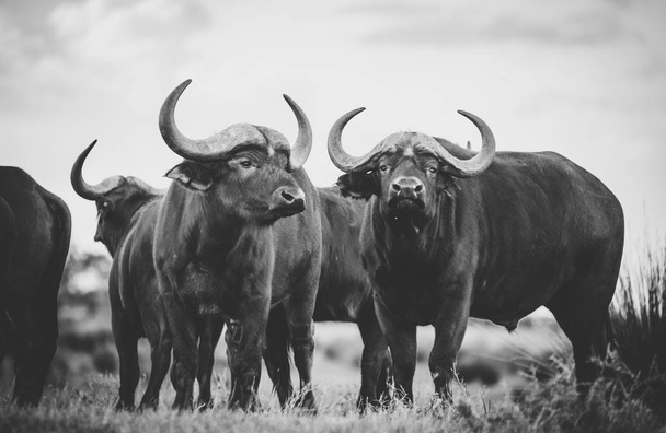 Close up image of Cape Buffaloes in a nature reserve in South Africa - Zdjęcie, obraz