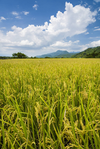 Ripe paddy Field with Mountains Background under Blue Sky, Taiwan eastern. - Foto, imagen