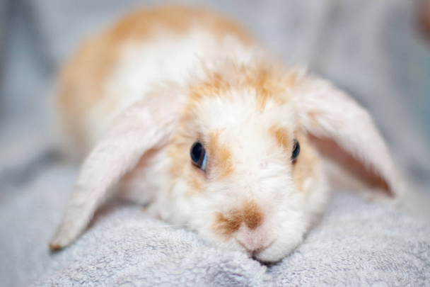 Hangoor oor kleine rode en witte kleur konijn, 2 maanden oud, bunny op grijze achtergrond - dieren en huisdieren concept - Foto, afbeelding