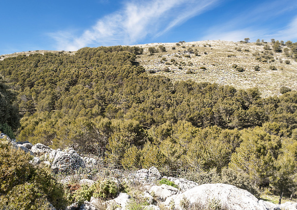 Montaña de Ronda
 - Foto, Imagen