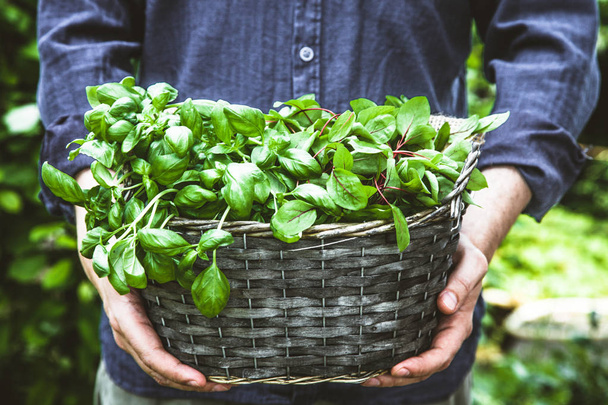 Organic gardening. Farmers hands with fresh herbs. Spring gardening - Fotografie, Obrázek