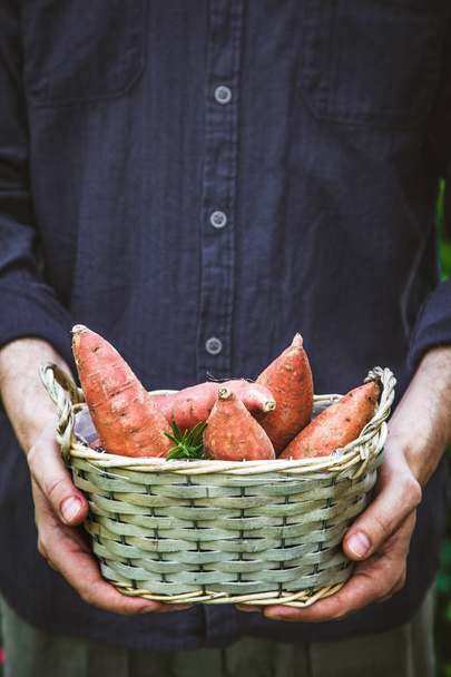 Organic gardening. Farmers hands withsweet potatoes.  Spring gardening - Фото, изображение