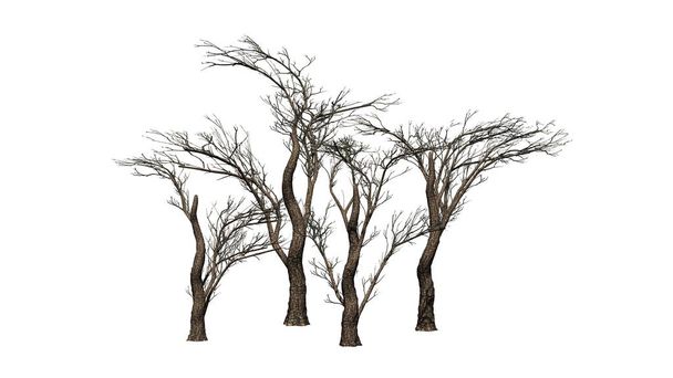 birkaç çeşitli şemsiye Thorn ağaçlar kışın - beyaz arka plan üzerinde izole - Fotoğraf, Görsel