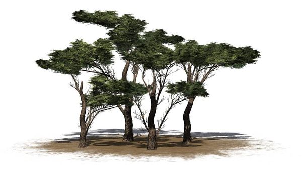 varios diversos árboles de espinas paraguas en un área de arena - aislado sobre fondo blanco
 - Foto, imagen
