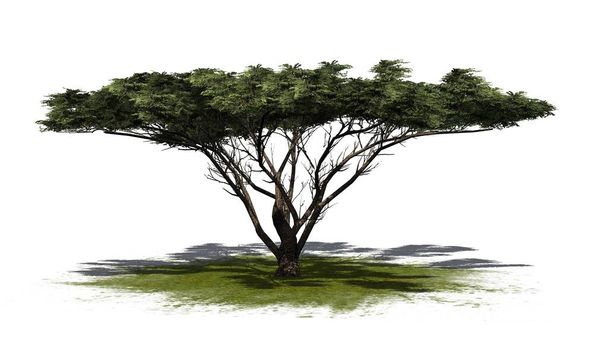 Schirmdornbaum auf einer grünen Fläche - isoliert auf weißem Hintergrund - Foto, Bild