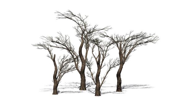 varios árboles de espina paraguas en el invierno con sombra en el suelo - aislado sobre fondo blanco
 - Foto, Imagen