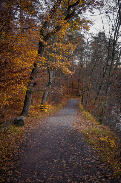 Podzimní strom spadlý list Německo večer lesní jezírko - Fotografie, Obrázek