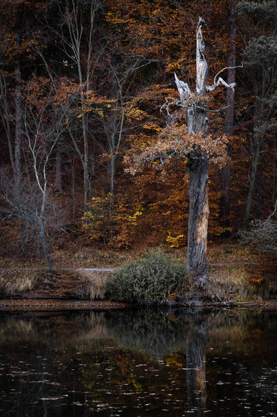 Alemanha outono caído árvore folha noite floresta lago
 - Foto, Imagem