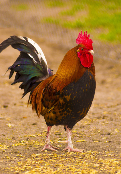 rooster bird walking around the farm - Photo, Image