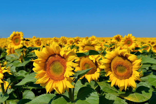 Pola żółte słoneczniki przeciw błękitne niebo - Zdjęcie, obraz