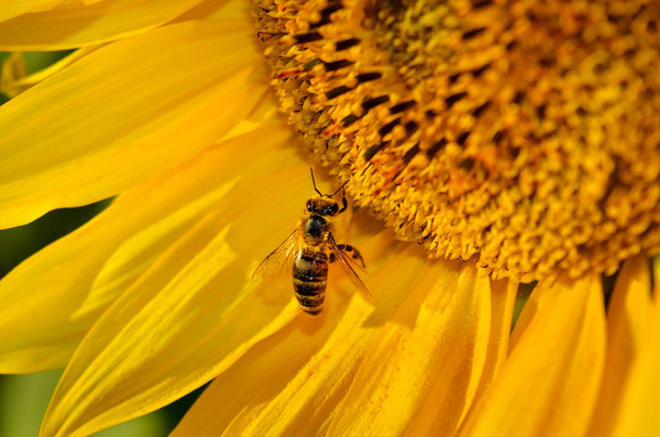 Honeybee collects nectar on the flowers of a sunflower - Photo, Image