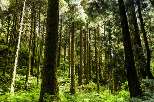 Вранці чудовий зелений ліс. Ліс Алішань лежить у Чіаї (Тайвань).. - Фото, зображення
