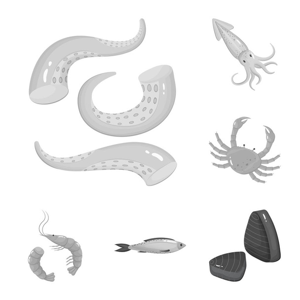 Vector design of seafood and healthy icon. Set of seafood and ocean stock symbol for web. - Vetor, Imagem