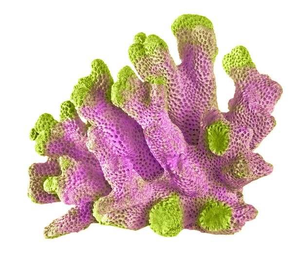 Κοράλλι απομονωμένο σε λευκό φόντο - Φωτογραφία, εικόνα