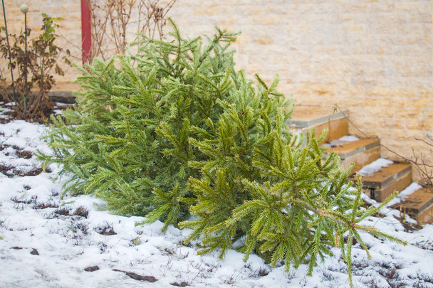 Geri dönüşüm ve Noel ağacı atmayın - Fotoğraf, Görsel