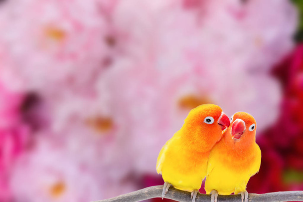 The Double Yellow Lovebird on blur background - Photo, Image