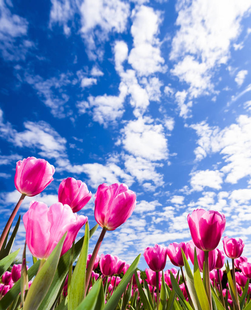 Gyönyörű tulipán virág a kék ég háttér - Fotó, kép