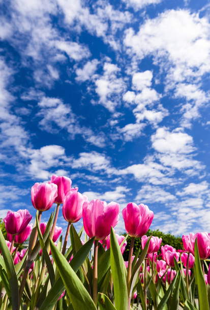 Красива квітка тюльпанів з фоном блакитного неба
 - Фото, зображення