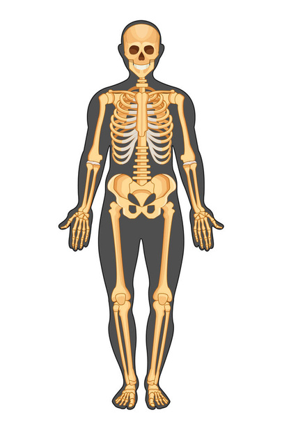 Anatomiczne struktury ludzkiego ciała, przedstawione w szkieletu - Wektor, obraz