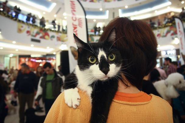 czarno-biały kot na jej ramieniu kobiety - Zdjęcie, obraz