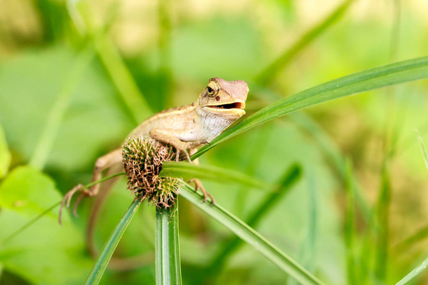 Thailand chameleon species in forest  - Photo, image