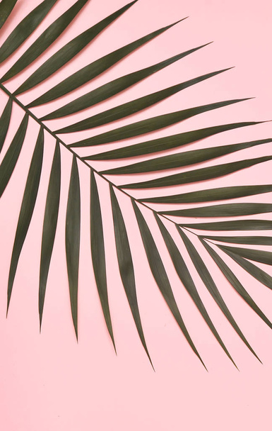 Palm tree leaf on pink background. - Foto, afbeelding