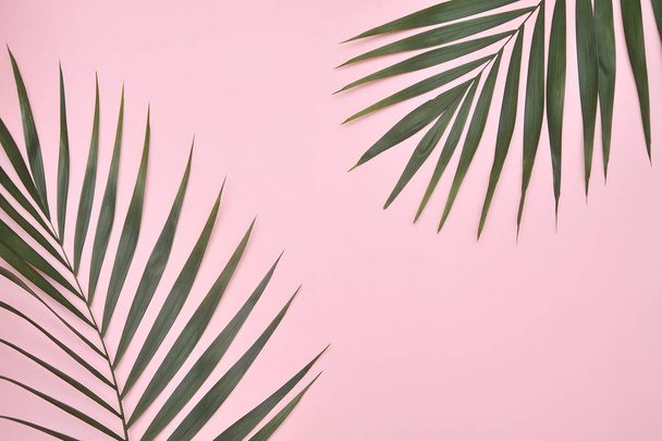 Palm tree on pink background. - Foto, afbeelding
