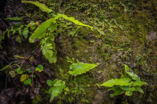 Allemagne plantes sur rocher macro petite fougère et mousse
 - Photo, image