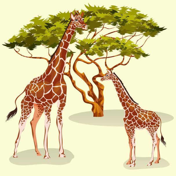 Cartoon giraffes eating foliage of acacia trees in African savannah - Vektör, Görsel
