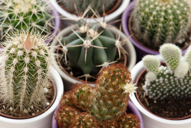 Vegyes kaktuszok - Fotó, kép