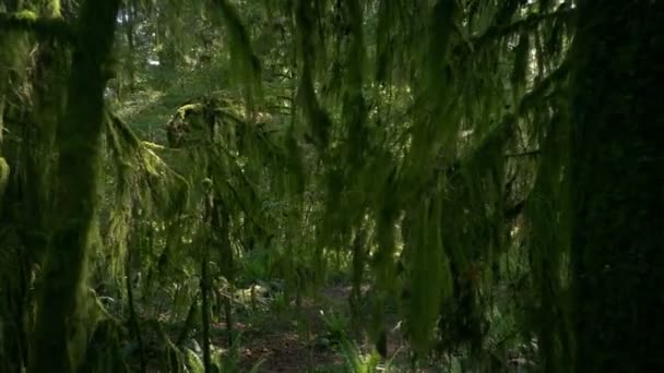 Caminando debajo de musgo colgante en el viejo árbol
 - Metraje, vídeo