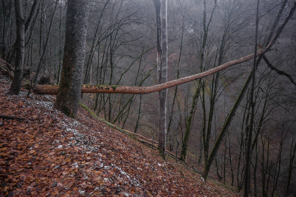Saksa Syksyn metsäpolku ja lehtiä pyökki oranssi
 - Valokuva, kuva