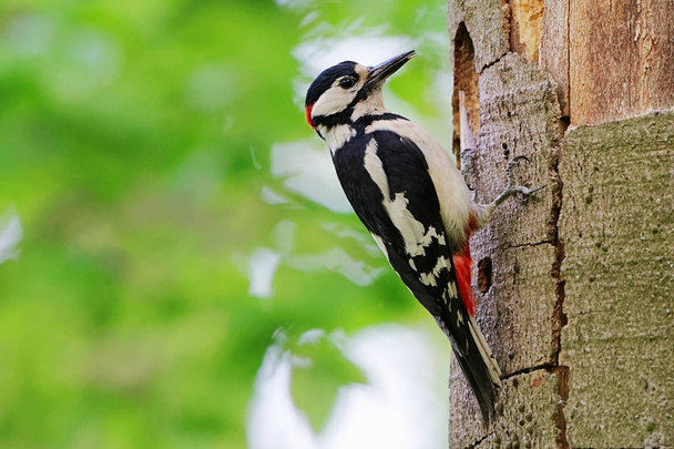 Suuri täplikäs Woodpecker puunrungossa - Dendrocopos major - Buntspecht auf Baustamm
 - Valokuva, kuva
