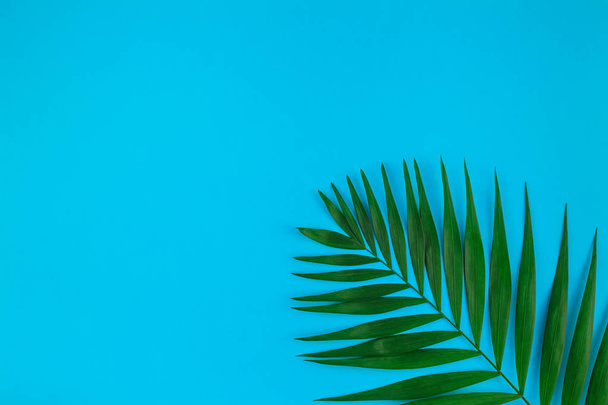 Creative flat lay top view of green tropical palm leaves on color paper background with copy space. Minimal tropical palm leaf plants summer concept template for your text or design - Foto, imagen