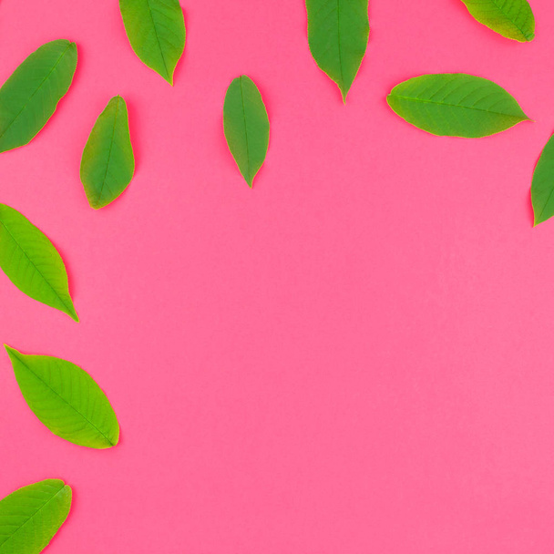 Creative flat lay top view pattern with fresh green leaves on bright pink square background with copy space in minimal pop art style, template for text - Photo, Image