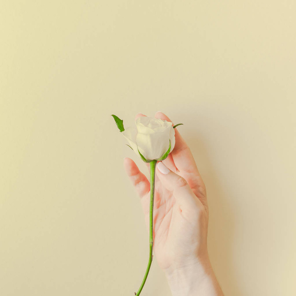 創造的なトップは、フラット在家の女性両手コピー スペース パステル紙背景ミニマリズム スタイルに新鮮な白バラ花束を表示します。テンプレート フェミニンなブログ社会メディア休日の結婚式の招待カード - 写真・画像