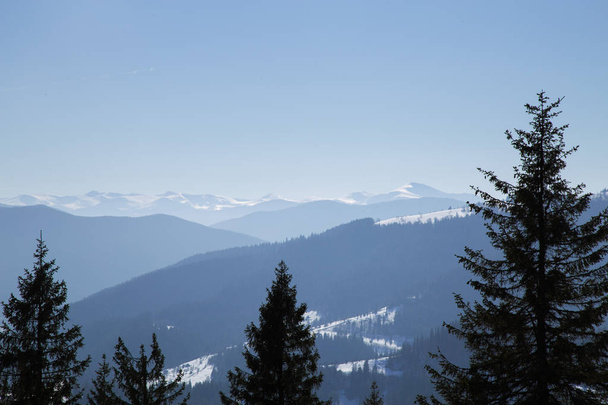 vista invernale di abeti su sfondo montagne, Yaremche
 - Foto, immagini