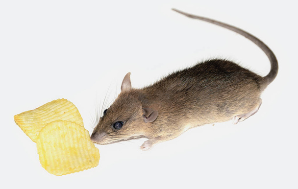 Rat aardappelen eten op de witte Blackground - Foto, afbeelding