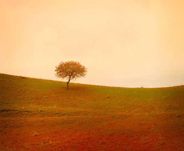 evenin sozinho árvore no prado
 - Foto, Imagem