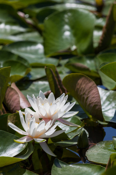 Два белых цветка лотоса, кажется, плавают над переполненной поверхностью пруда с лилиями
. - Фото, изображение