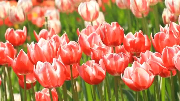 Red and white tulips grow on a flower bed - Footage, Video