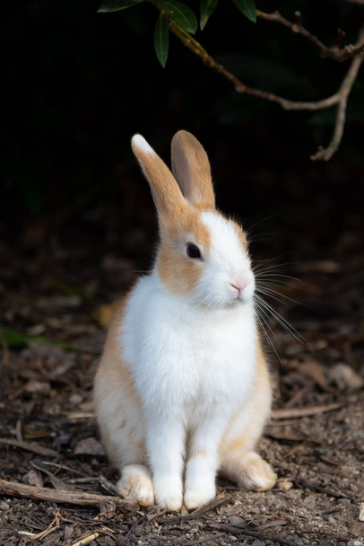 Niedliche Wildkaninchen auf der Insel Okunoshima in sonniger Lage, die als "Kanincheninsel" bekannt ist. Zahlreiche wilde Kaninchen, die die Insel durchstreifen, sind eher zahm und nähern sich dem Menschen. Hiroshima, Japan. - Foto, Bild