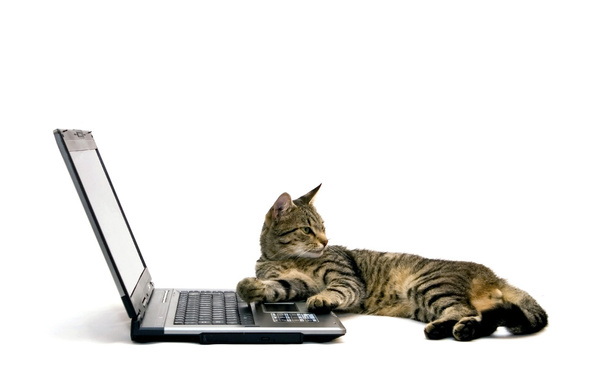 Laptop and cat - Foto, Bild