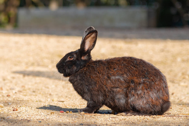 Cute wild rabbits on Okunoshima Island in sunny weaher, as known as the " Rabbit Island ". Numerous feral rabbits that roam the island, they are rather tame and will approach humans. Hiroshima, Japan. - Photo, Image