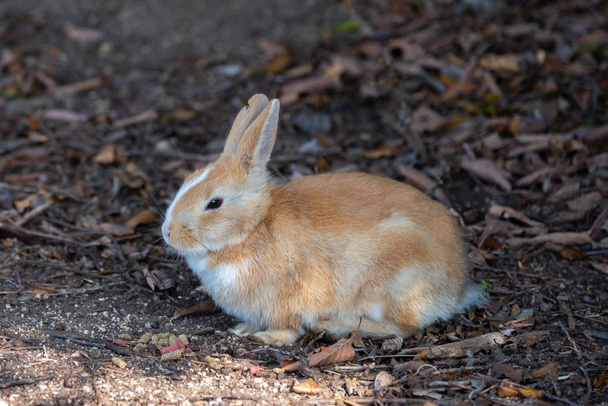 Schattig wilde konijnen op Okunoshima eiland in zonnige weaher, bekend als de "Rabbit Island". Talrijke wilde konijnen die zwerven van het eiland, ze zijn nogal tam en mensen zullen benaderen. Hiroshima, Japan. - Foto, afbeelding