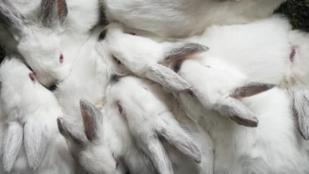 Young rabbits with an ashy shade sit cramped in a box - Footage, Video