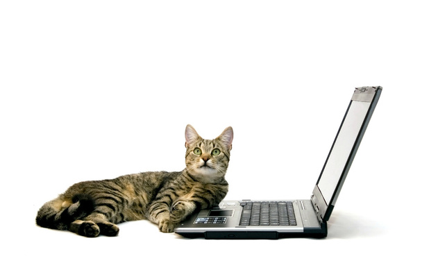 Laptop and cat - Fotoğraf, Görsel