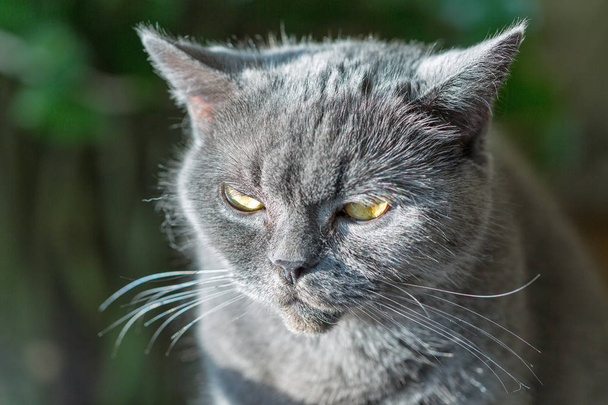 Σκωτσέζικο καθαρόαιμος γάτα γκρι μάτια βλέμμα ακραίες closeup - Φωτογραφία, εικόνα