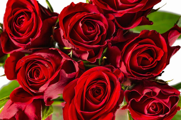 Nádherné červené růže zblízka pohled izolované. Krásné pozadí. Růže červené pozadí. Valentine den pozadí. - Fotografie, Obrázek