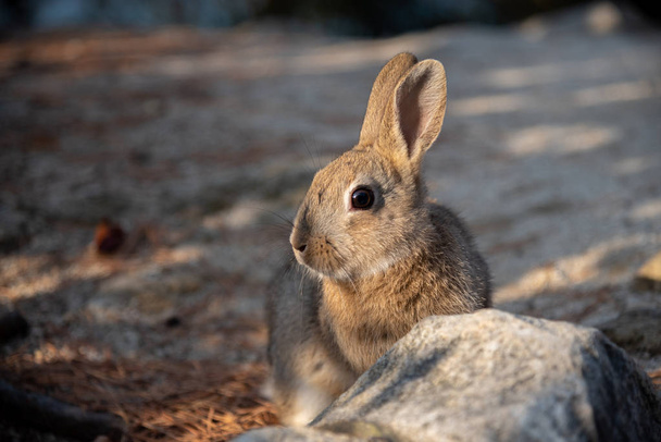 Lindos conejos salvajes en la isla Okunoshima en el tiempo soleado, como se conoce como la "Isla del Conejo". Numerosos conejos salvajes que vagan por la isla, son bastante mansos y se acercarán a los humanos. Hiroshima, Japón
. - Foto, Imagen